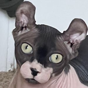 Meet your Posher, Addison